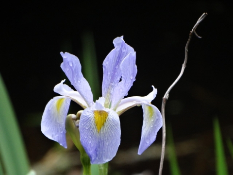 Single purple, white & yellow iris in bloom