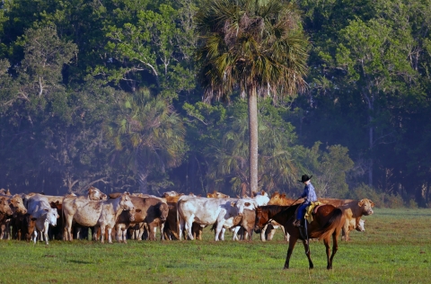 A young boy wearing a black hat and blue clothes rides a horse while herding cattle over flat grassland. Luscious subtropical palms and trees serve as backdrop.