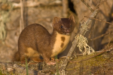 Long-tailed Weasel with Distinctive Brown Coat and White Chest