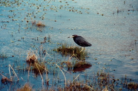 Little Blue Heron wading in the water