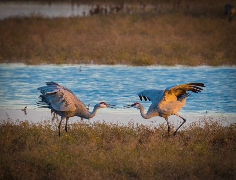 two sandhill cranes performing a dance in shallow water