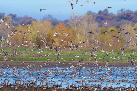 Large flock of ducks and white-fronted geese take flight from wetland with trees in background