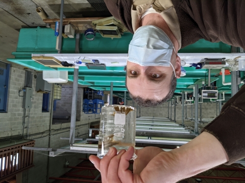 Biologist looks as some new fry out of incubation at Makah National Fish Hatchery. 