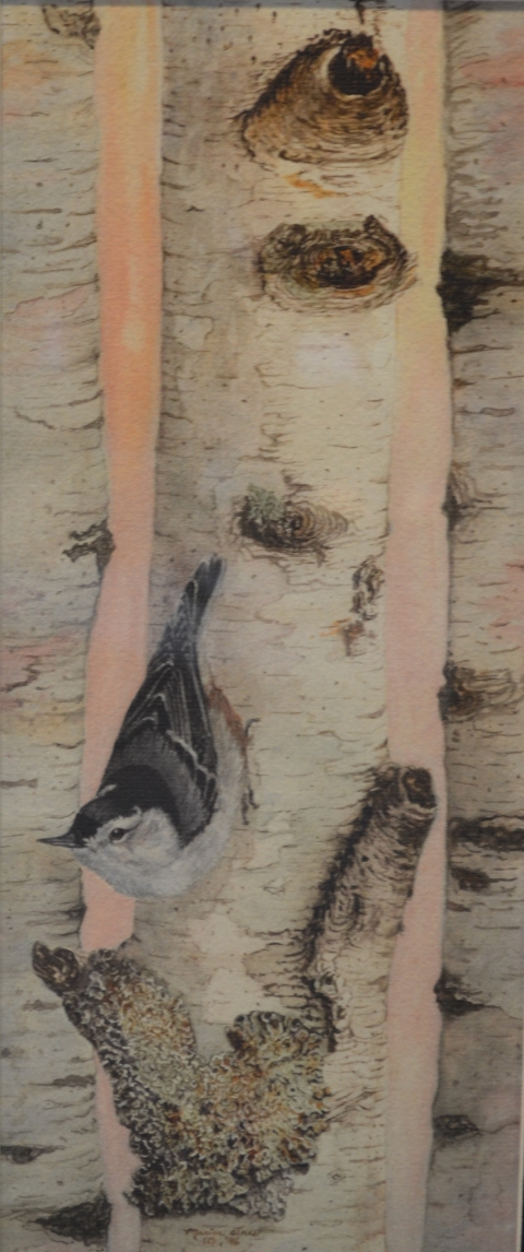 Image of a watercolor painting of a white-breasted nuthatch perched upside-down on the trunk of a birch tree