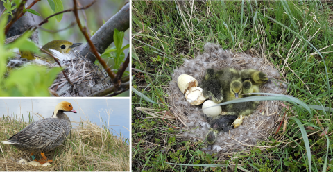 collage showing different kinds of nesting birds