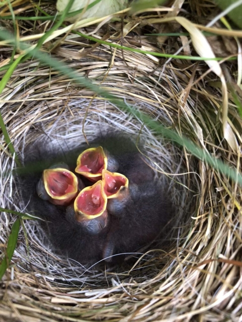 4 baby birds with open mouths in a nest