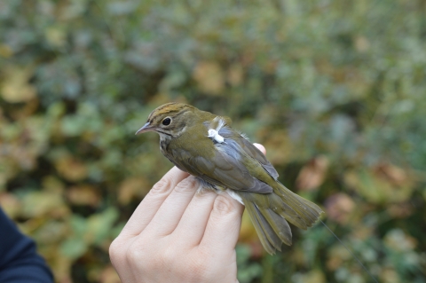 A small olive-green bird with a tracking tag on its wing