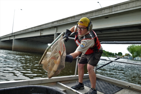 FWS employee netting fish