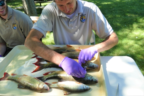 Fish Health staff cuts fish to get ready to take kidney samples