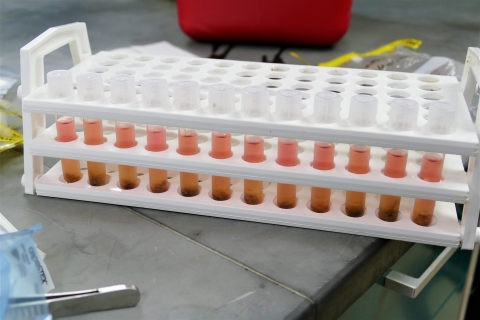 Fish Health Inspection kidney samples