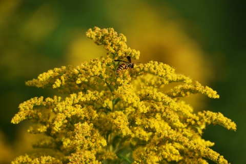 A small black and yellow striped wasp with black wings and orange antennae sits on a yellow flower with clustered blooms. 
