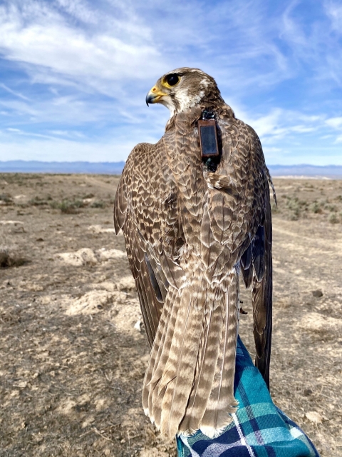 One of Ravecca’s key data-gathering tools for understanding the movement of the raptors are GPS transmitters. These little solar-powered backpacks sit between the shoulders on a falcon’s back and send Ravecca flight information.