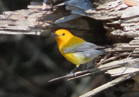 Bright yellow & gray bird perched at entrance to a tree hollow