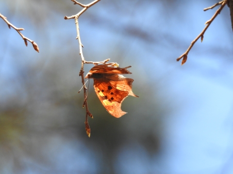 Question Mark (butterfly) hanging upside down from a tree twig. It looks like a dead leaf.