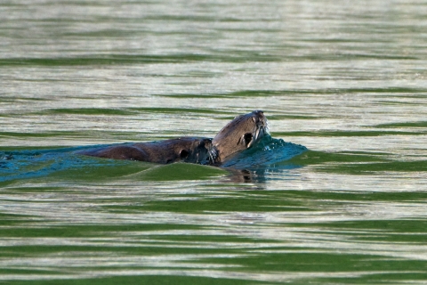A Pair of River Otters Swimming Together