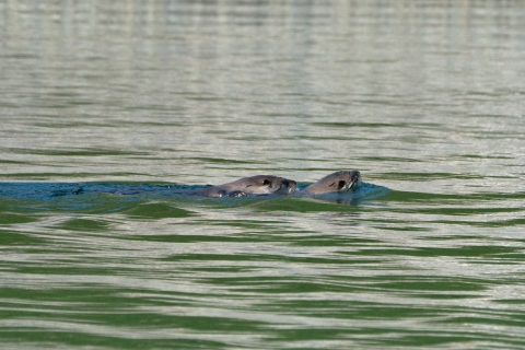River Otters Swimming Together