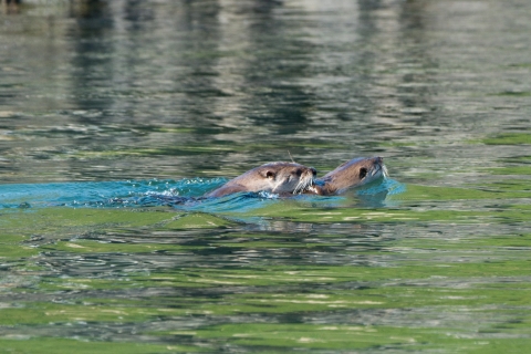 River Otter Pair Swimming Together