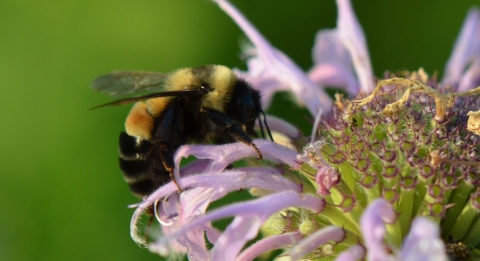 A rusty patched bumble bee on wild bergamot
