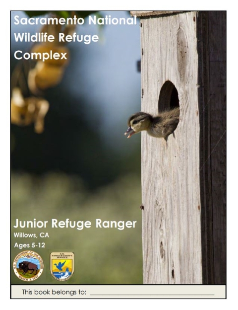 photo of wood duck duckling about to jump out of wood duck box. cover of junior ranger booklet reads "sacramento national wildlife Refuge complex junior refuge ranger willows, ca ages 5-12. This book belongs to___"