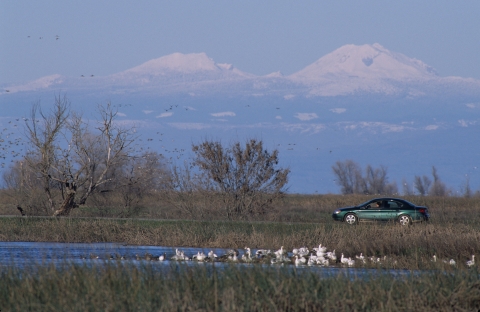 car on auto tour with mountains in background and white geese in foreground