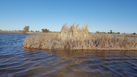 xfowler blind in water and surrounded by tule reeds with tule bundles around the blind
