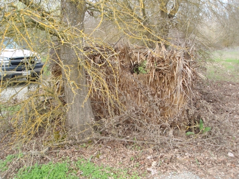 exterior view of hunt blind covered in reeds and fastgrass. tree to the left of blind. vehicle in background to the left