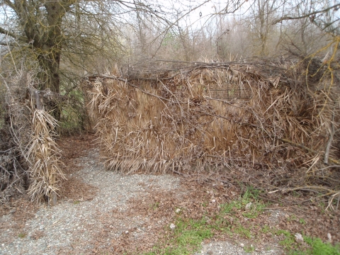 exterior view of hunt blind covered in fastgrass. tree to the left of blind. trees in background