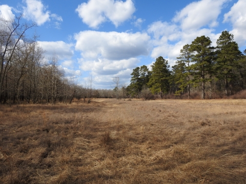 Open sand prairie field with short grasses. On the left is the edge of a bottomland hardwood forest and on the right is the edge of a pine forest.