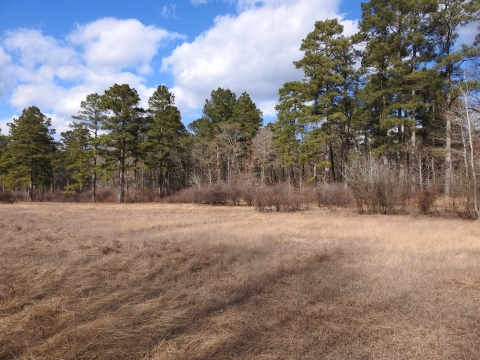 Sand prairie with short grasses in the foreground. In the background is the edge of a pine forest with shrubs along the edge.