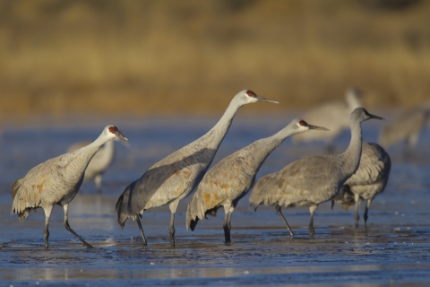 eight sandhill cranes stand in a shallow wetland with grasses in the background
