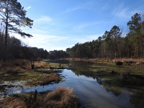 Pond surrounded by pine forest.