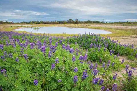 A field of bright purple flowers next to a small body of water