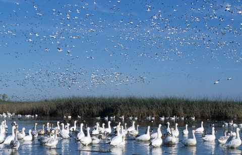 large flocks of snow geese on water and in sky with bulrush in background