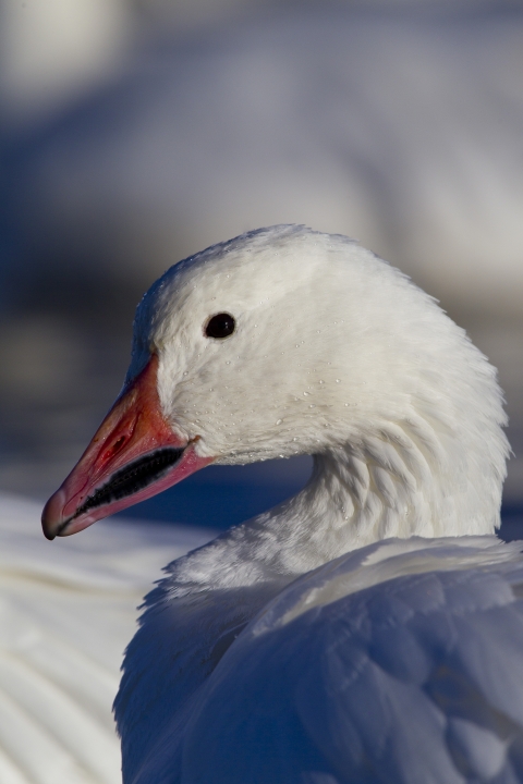 snow goose portrait