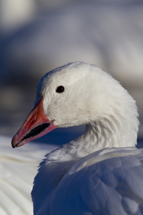 snow goose portrait
