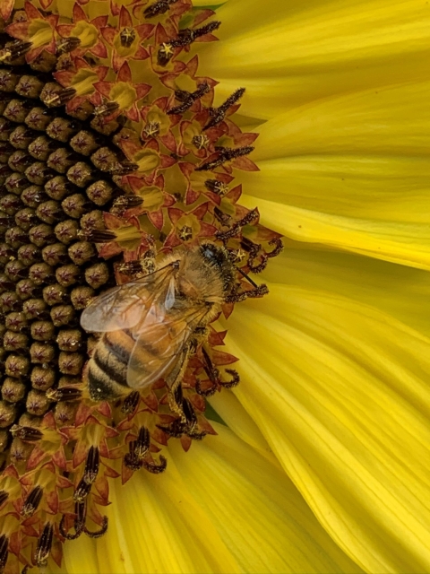Honeybee collecting pollen from a sunflower