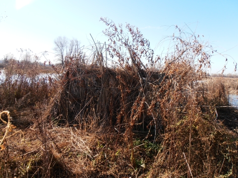 hunt blind covered in tule reeds and other vegetation