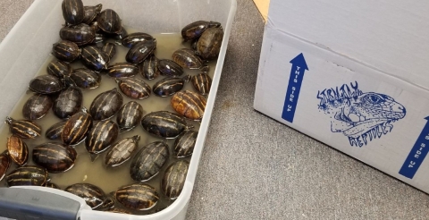 A plastic container full of three-stripe mud turtles next to a cardboard box.