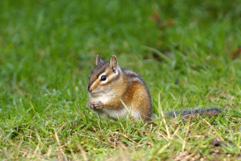 A Townsend's Chipmunk Holding a Seed