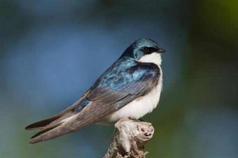 male tree swallow sits perched on a branch