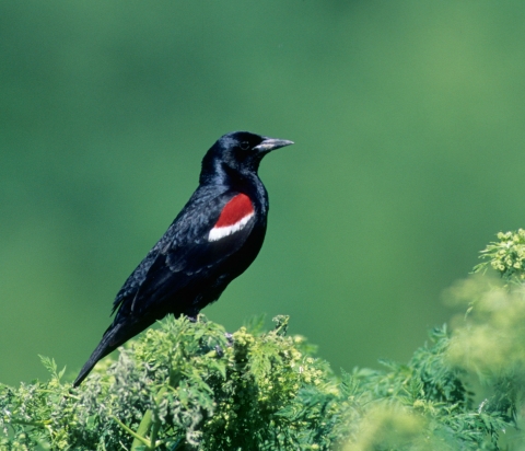 male tricolored black bird