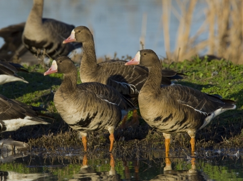 group of 3 tule white fronted geese