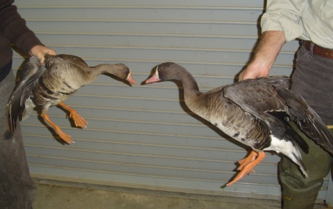 Two grey geese with orange feet and similar markings are held up by biologists for comparison. The goose on the left is somewhat smaller than the one on the right. 