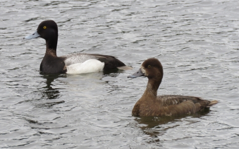 Scaup Pair on Lake