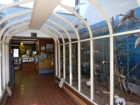 Picture of the wildlife diorama display at the Sacramento NWR Visitor Center