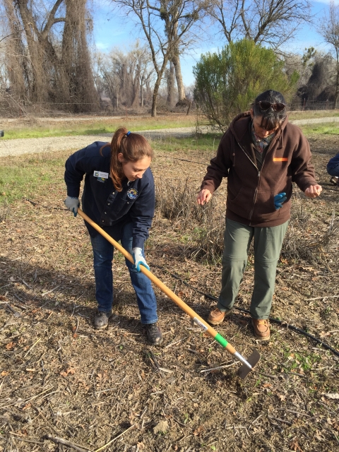 Two volunteers use a hoe to plant milkweed seeds at the Sacramento River Refuge