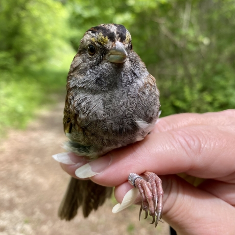 White throated sparrow with band band