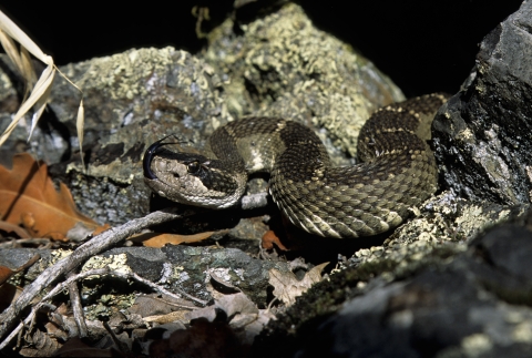 western rattlesnake on rocks. some leaf litter