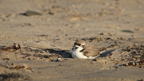 A brown and white bird resting on the sand