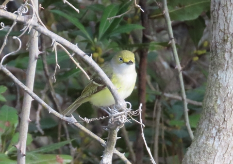 Small yellow, white & black bird perched on a tree branch